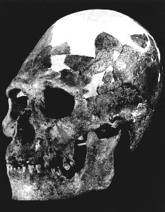 Архаический Homo Sapiens из Кау Свомп
